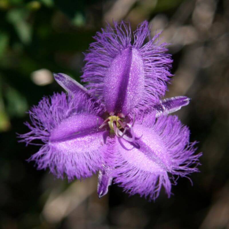 Fringed Violets Profound Capacity to heal Trauma