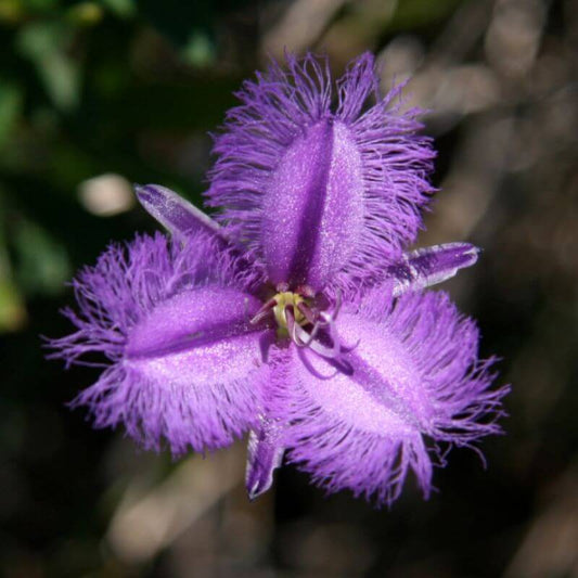 Fringed Violets Profound Capacity to heal Trauma