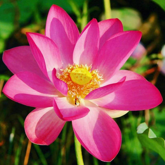 Red Lily-Essential Medicine for Spiritual Seekers