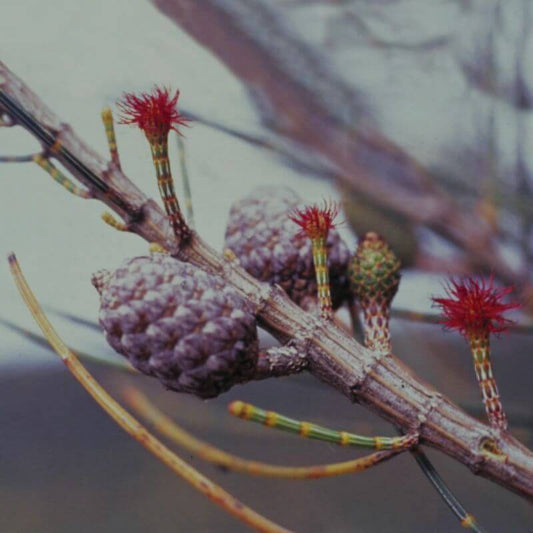 She Oak Powerful for Women in Perimenopause