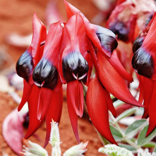 Sturt Desert Pea-supporting those through deep sadness